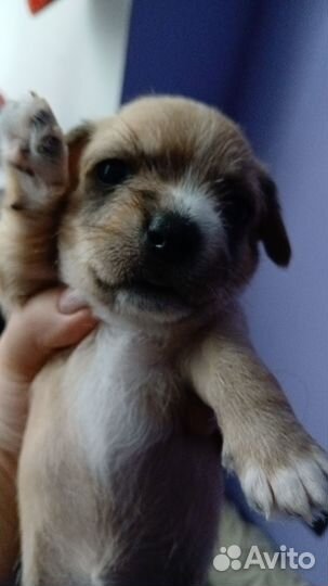 Домашние животные собаки маленькие