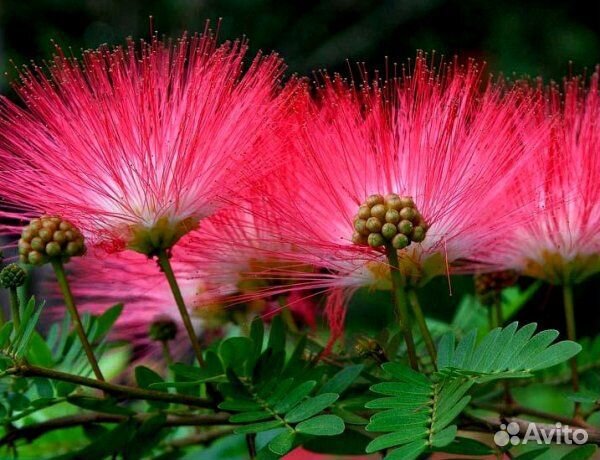 Альбиция ленкоранская