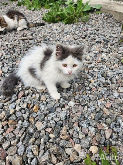 Котята от крысоловки в добрые руки бесплатно