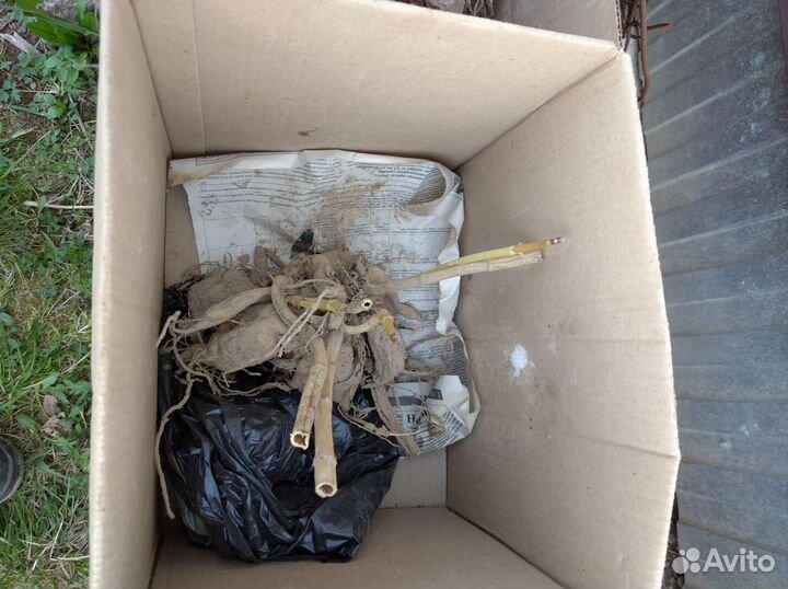 Клубни георгинов, цвет розовый