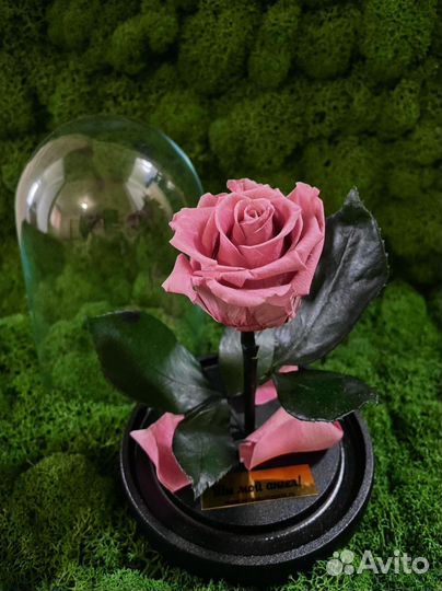 Роза в колбе