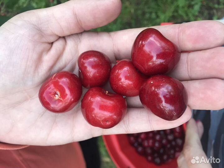Черенки уникальных и редких сортов плодовых деревь