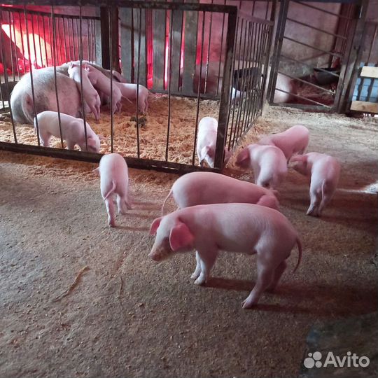 Поросята