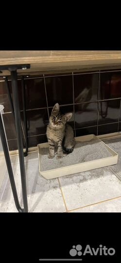 Котенок Мерседес - в самые добрейшие руки