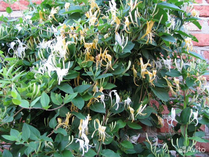 Жимолость (жасмин) лиановидный