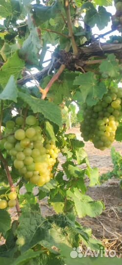 Виноград разных сортов
