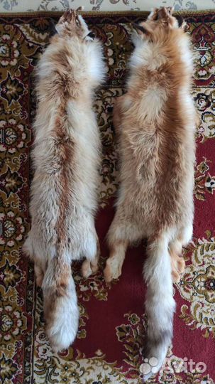 Шкуры лисы