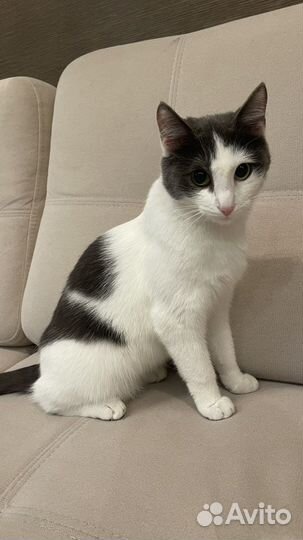 Кошки в добрые руки