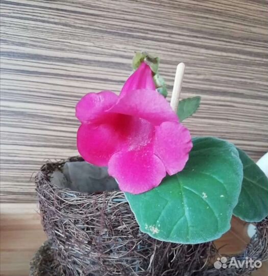 Глоксинии сортовые