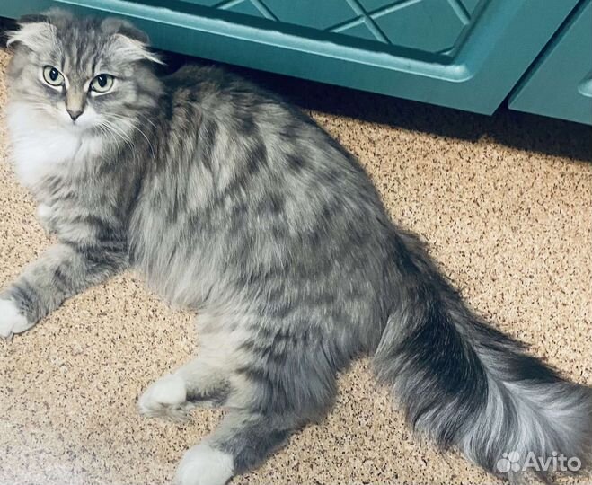 Котенок в добрые руки
