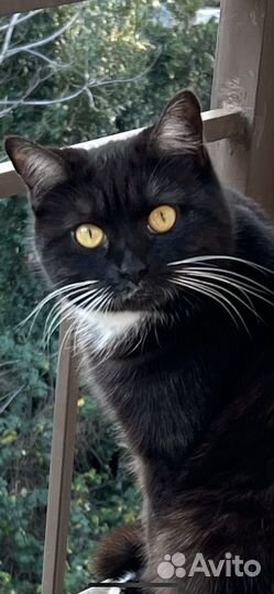 Габриэль или просто, Вася