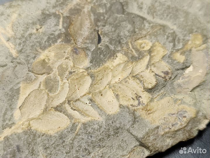 Папоротник. Окаменелость музейного уровня