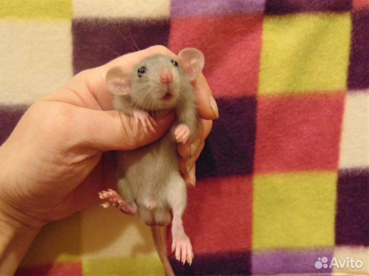 Крысы, крысята дамбо от заводчика, клетки, гамак