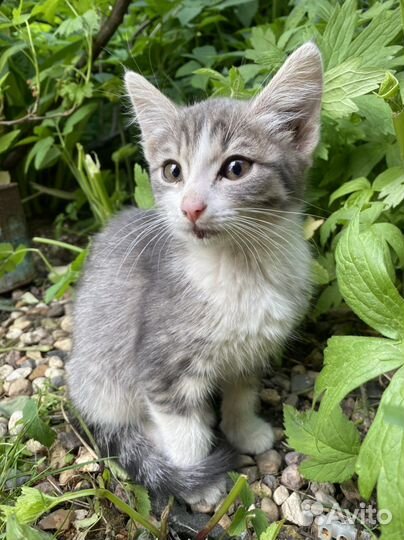 Котенок девочка бесплатно