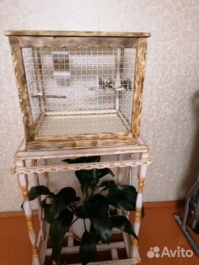 Зебровые амадины