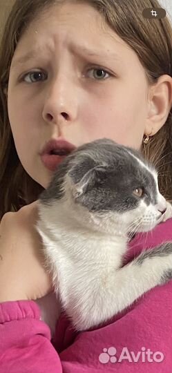 Нашли кота