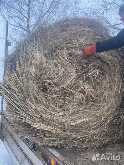 Продам сено в рулонах
