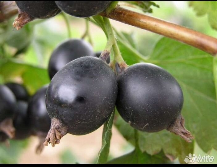 Саженцы Йошты(ёшты),Гибрид смородины и крыжовника