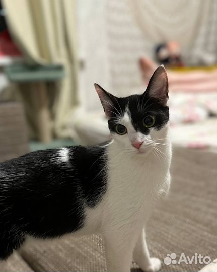 Кошка