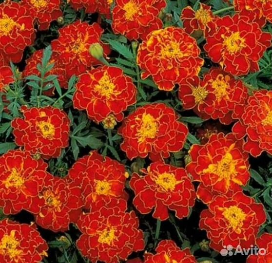 Рассада бархатцев