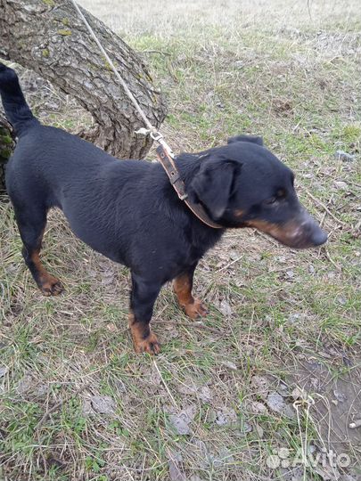 Ягдтерьер вязка