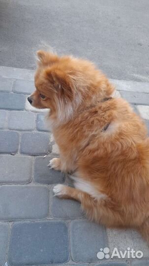 Малый немецкий шпиц