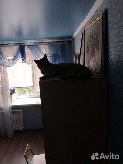 Отдам кота в добрые руки Шотландец