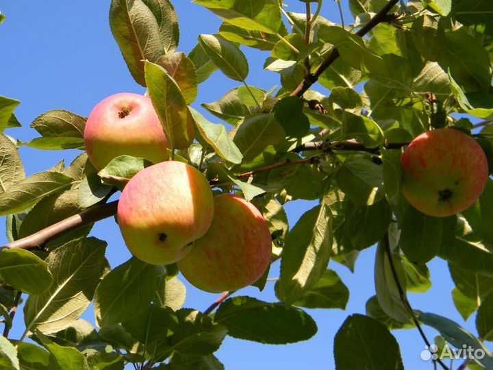 Яблоня. Саженцы