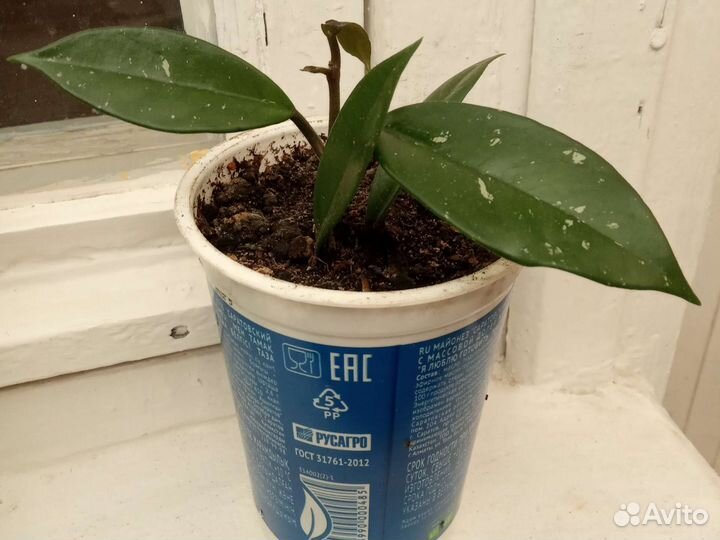 Растения для дачи и дома