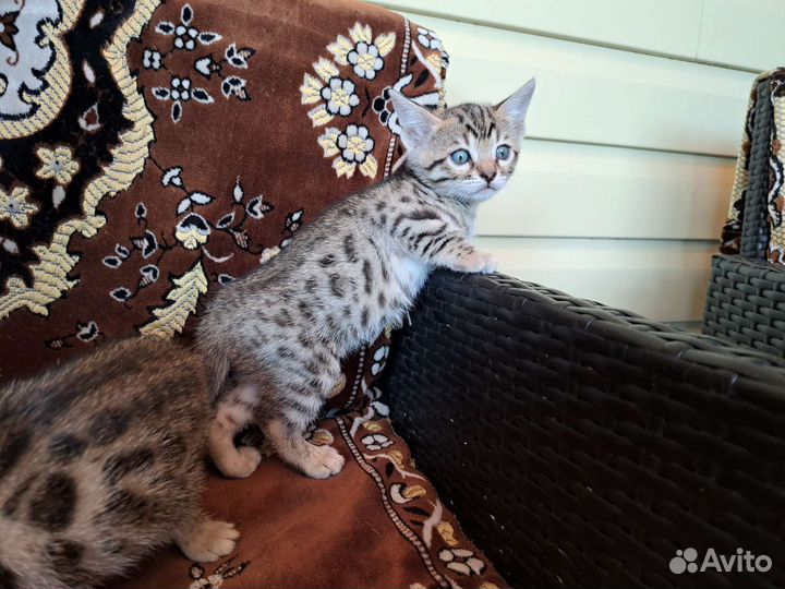 Бенгальский котенок девочка
