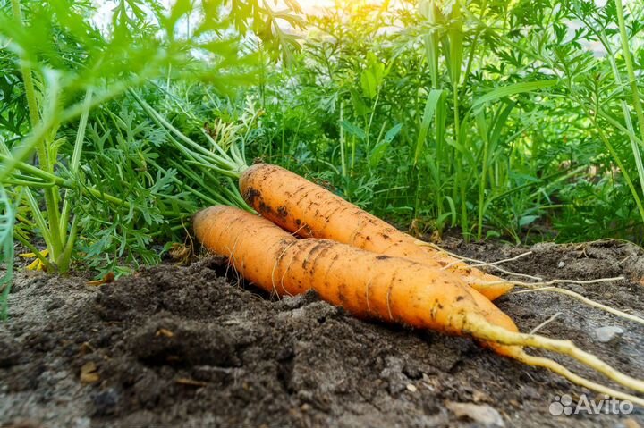 Широкоугольный объектив Kaxinda 14 mm f 3.5 Sony E