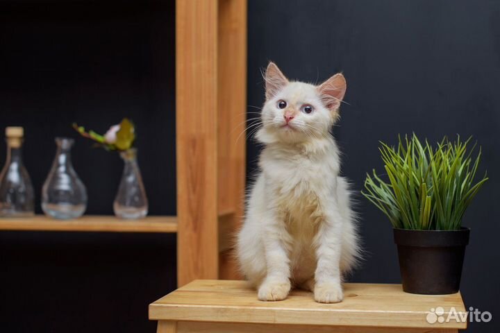 Котенок Зефирчик