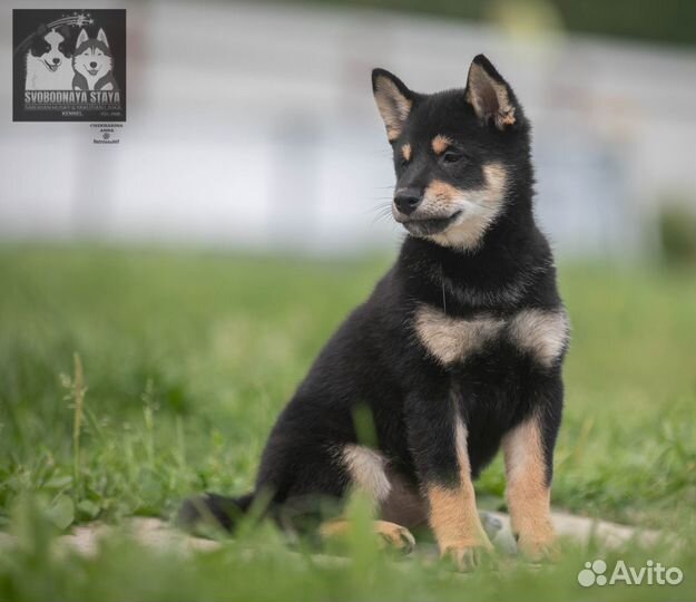 Продажа щенки Сиба ину(Шиба) п-к *Свободная стая*