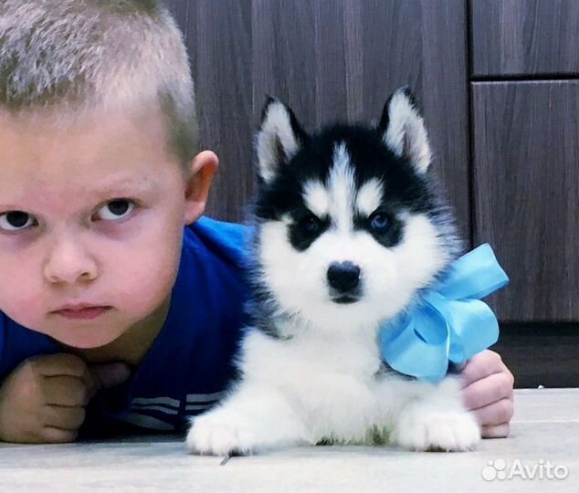 Классные Хаски щеночки разных окрасов