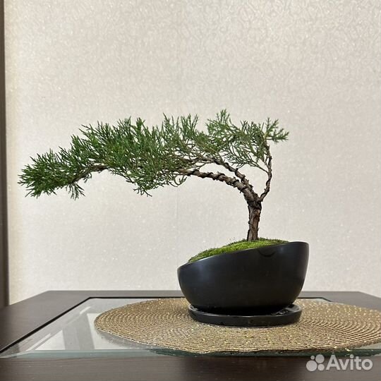 Бонсай из можжевельника