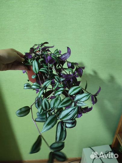 Комнатные цветы