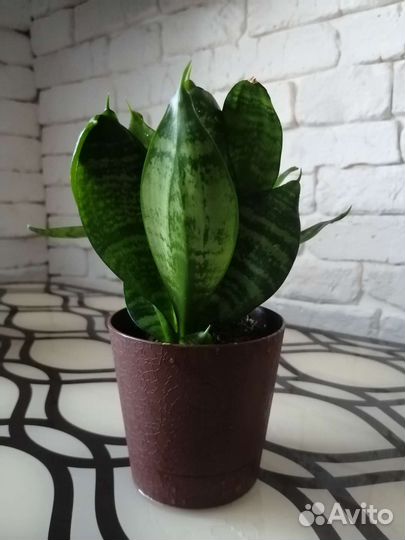 Сансевиерия