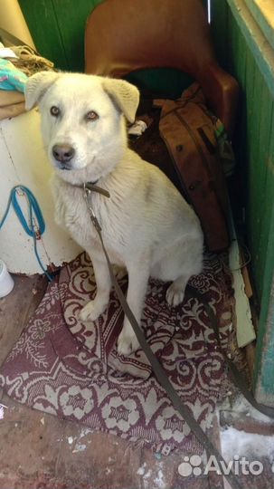 Собака ищет дом