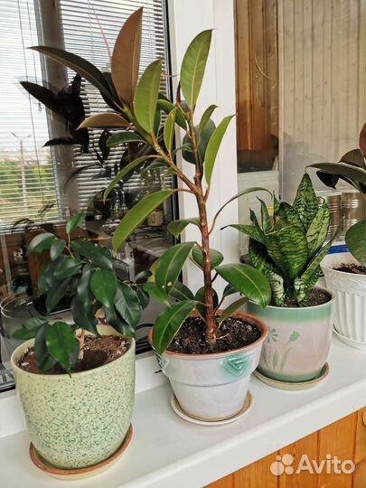 Комнатные цветы в глиняных горшках