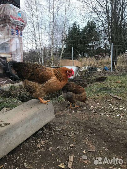 Инкубационное яйцо Амрокс и Кучинская Юбилейная