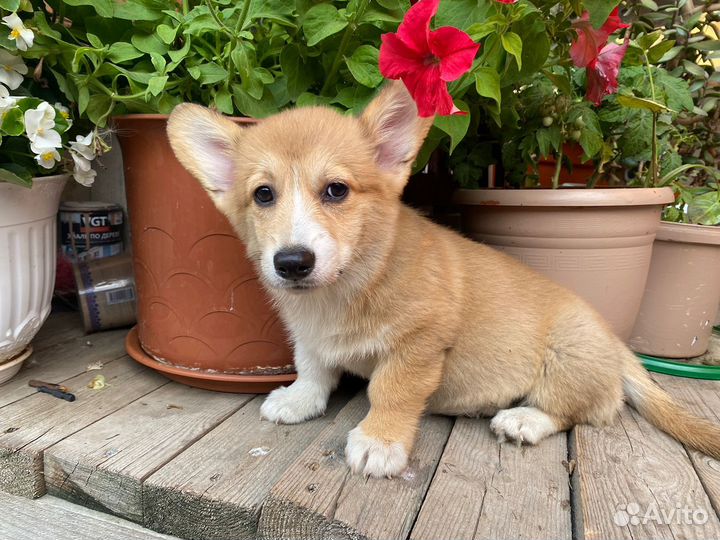 Девочка корги