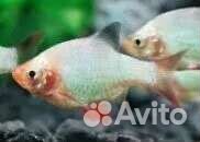 Барбусы цветные