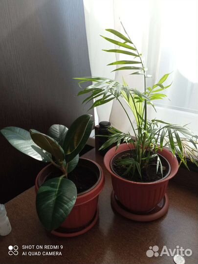 Комнатные растения цветы большие