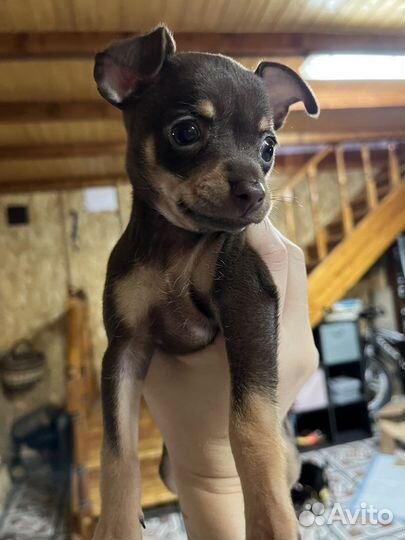 Мини той-терьер