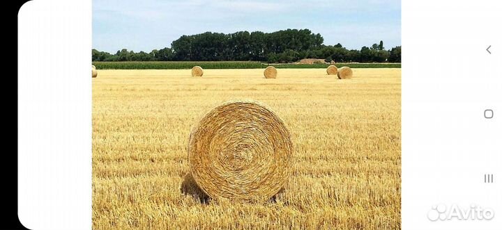 Солома пшеничная, ячмённая, овсянная,2023