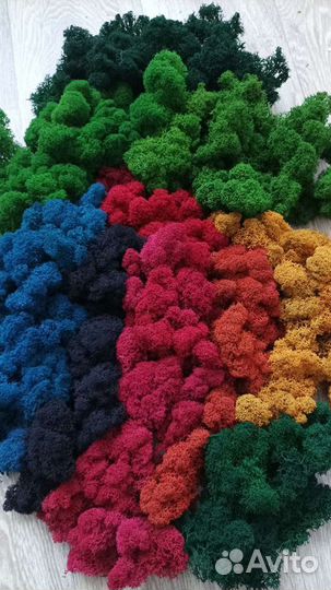 Мох стабилизированный Премиум