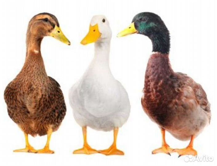 Инкубационное яйцо