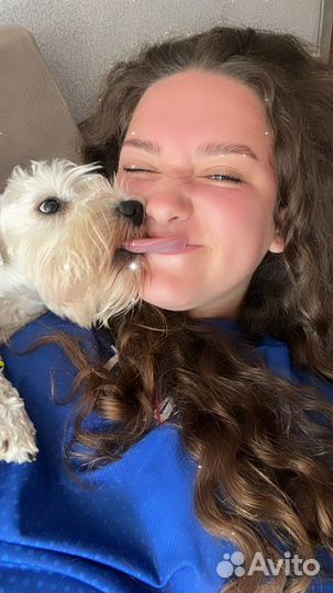 Передержка животных