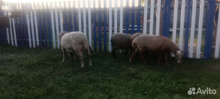 Овцы бараны
