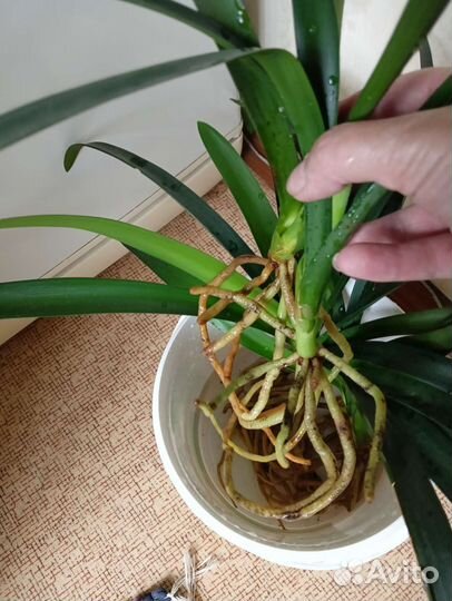 Кливия оранжевая